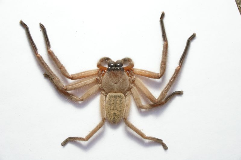 huntsman